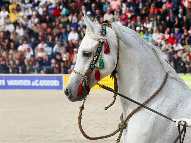 Aktuális cikk az Arabische Pferde magazinból